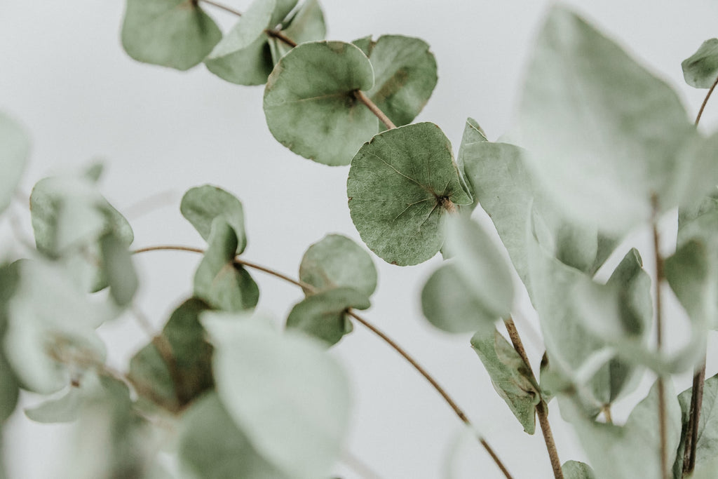 Is Eucalyptus Safe to Use Around Kids?