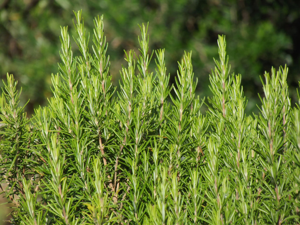 How Can Rosemary Help My Hair?