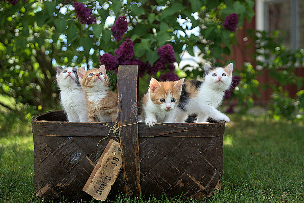 Is Eucalyptus Safe for Cats? What about fresh eucalyptus?