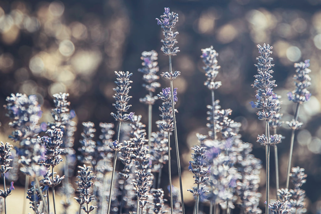 What Are Lavender Buds Used For?
