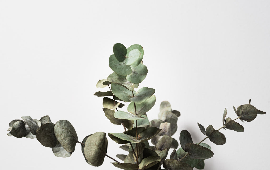 Where Can I Get Fresh Eucalyptus?