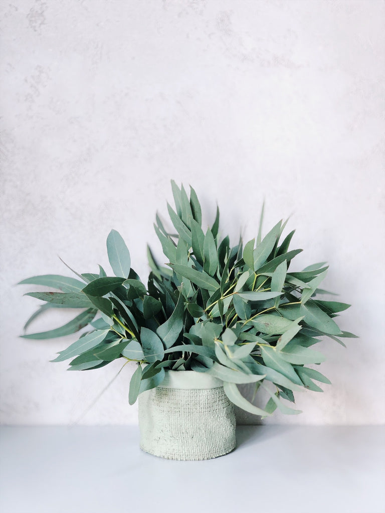 Does Eucalyptus Attract Bugs?