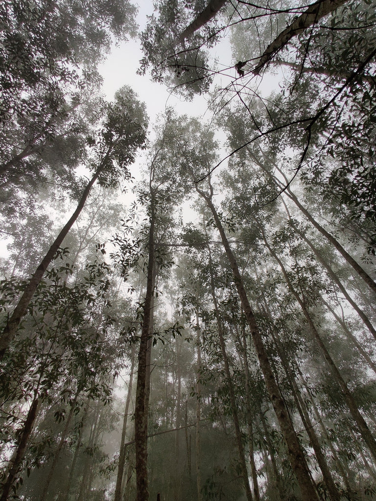 Why Doesn't My Eucalyptus Plant Smell in the Shower?