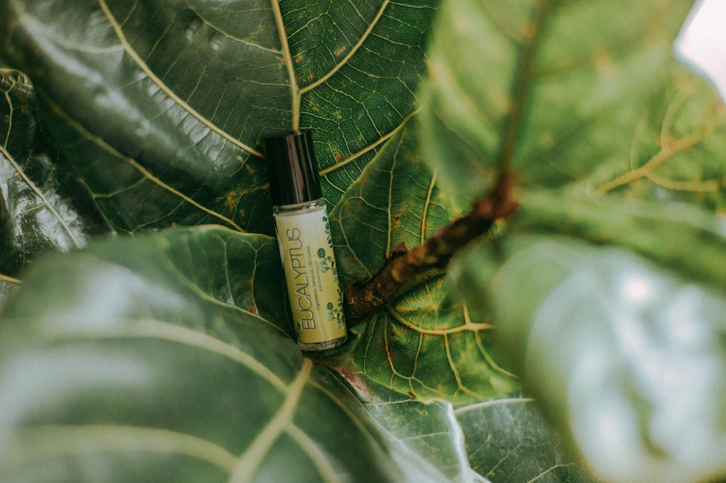 Why You Should Put Eucalyptus in Your Shower