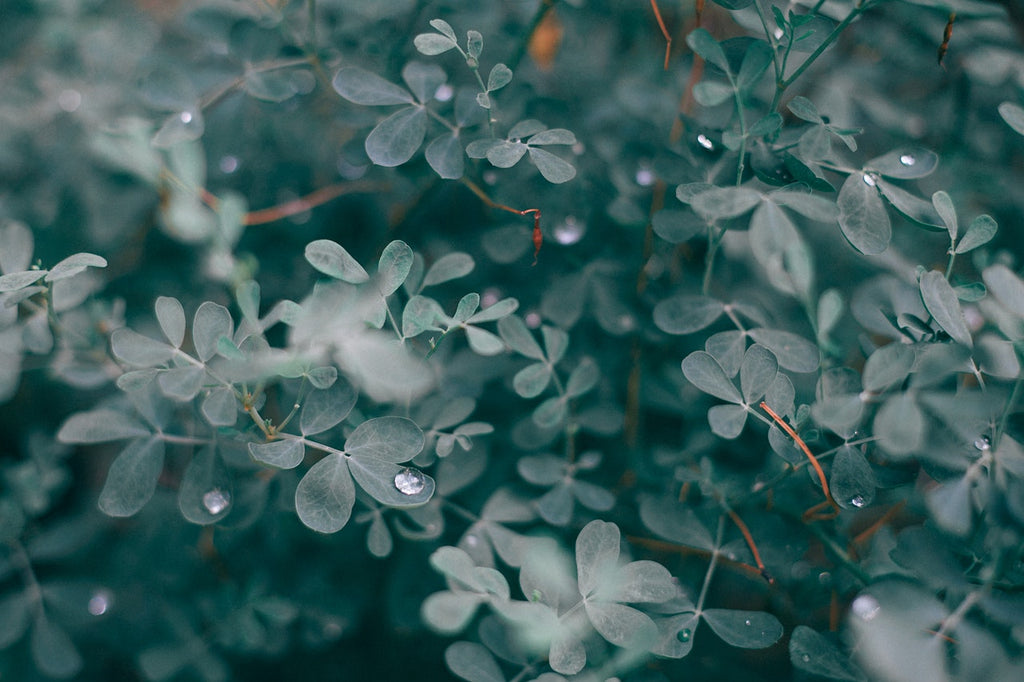 How Can I Make My Bathroom Smell Like Eucalyptus?