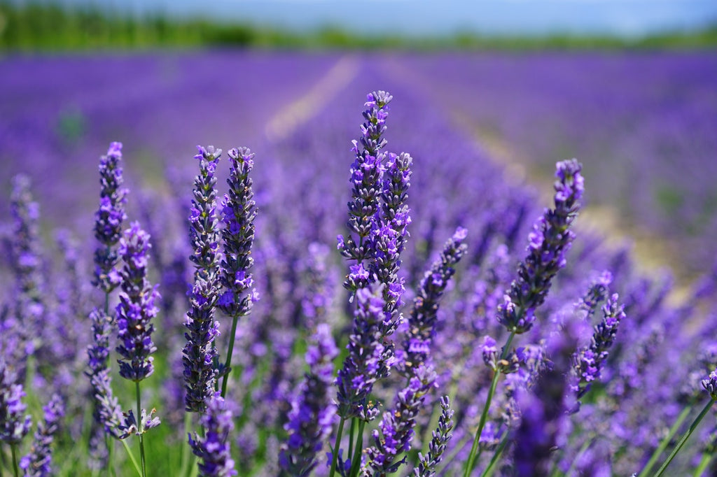 Does Showering with Lavender Help You Sleep Better?