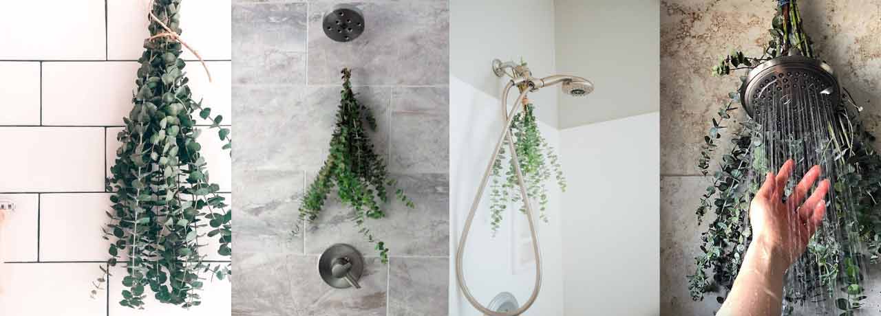 4 showers with eucalyptus hanging from the shower head. 