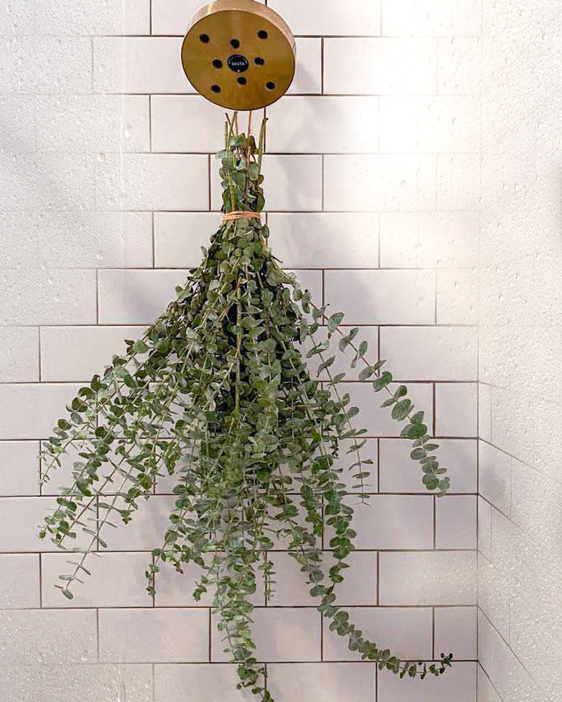 A fresh Self-Care Shower eucalyptus bundle tied with twine, hanging from a brass shower head in a steamy shower