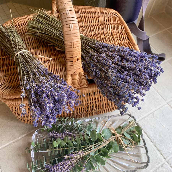 Large Lavender bundles on wicker basket with eucalyptus underneath