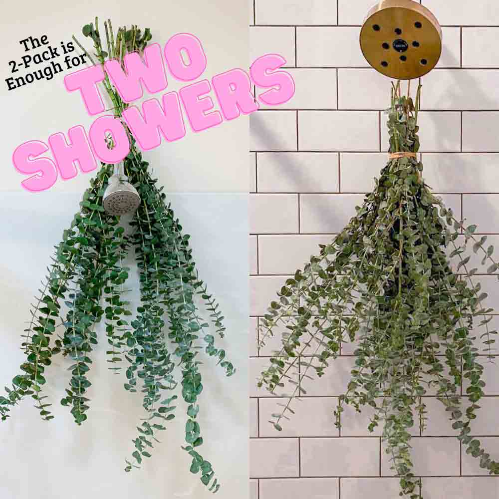 Two eucalyptus plants hanging from two shower heads. On the left is small stainless steel with a white background. On the right is a brass fixture and white background. Captioned as the 2-pack is enough for two