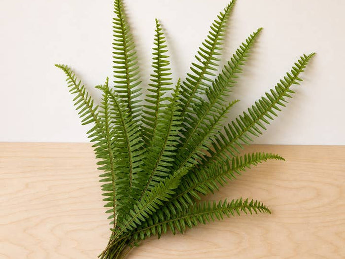 Fresh 14-Inch Sword Fern product photograph