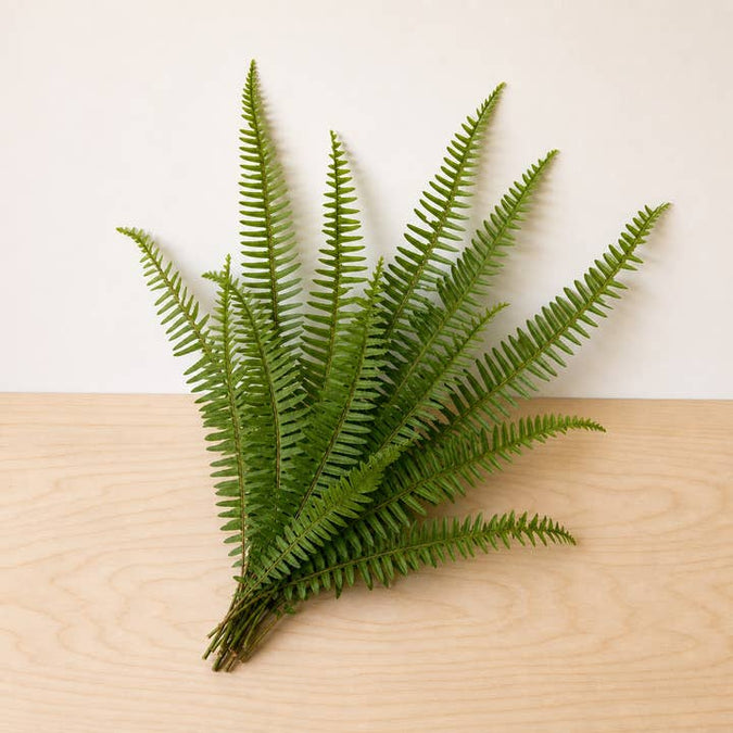 Fresh 14-Inch Sword Fern product photograph