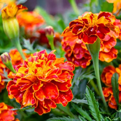 Fresh Calendula product photograph