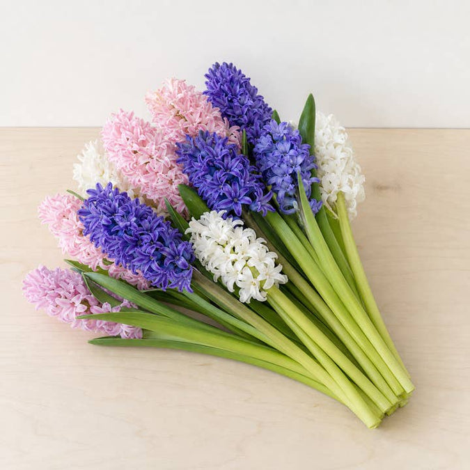 Fresh Hyacinths product photograph