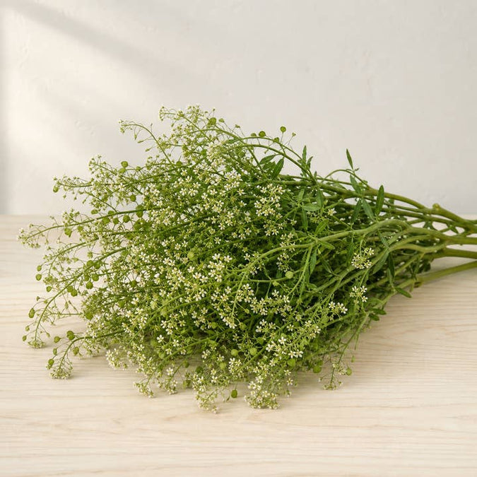 Fresh Peppergrass Cress product photograph