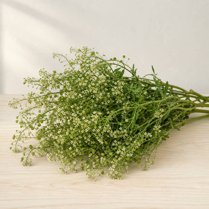 Fresh Peppergrass Cress product photograph