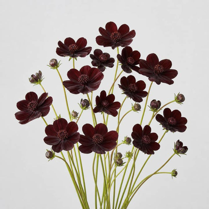 Fresh Chocolate Cosmos product photograph