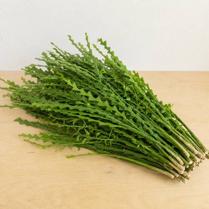 Fresh Ribbon Bush product photograph