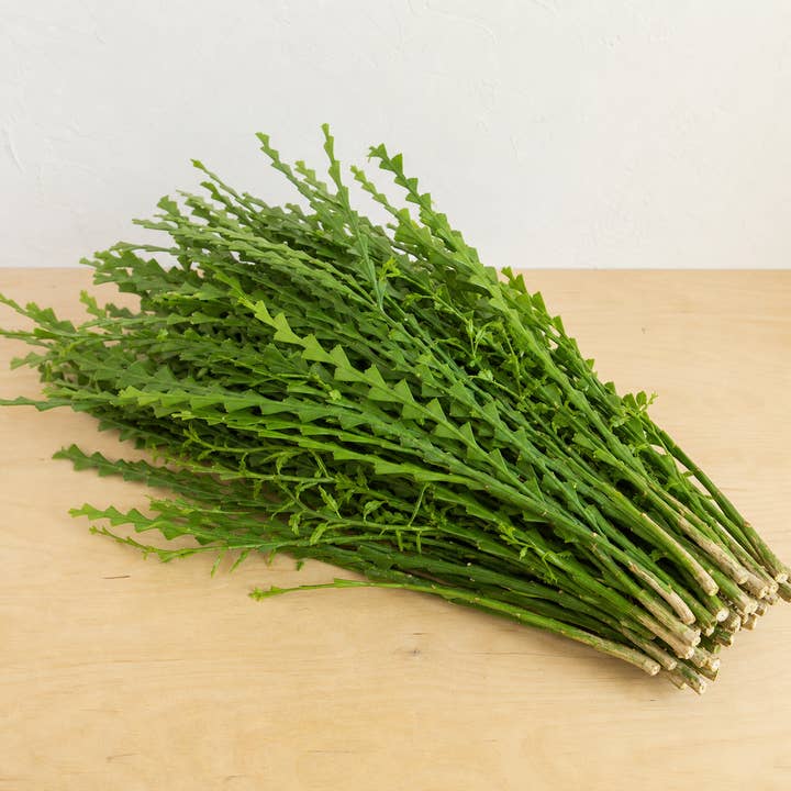 Fresh Ribbon Bush product photograph