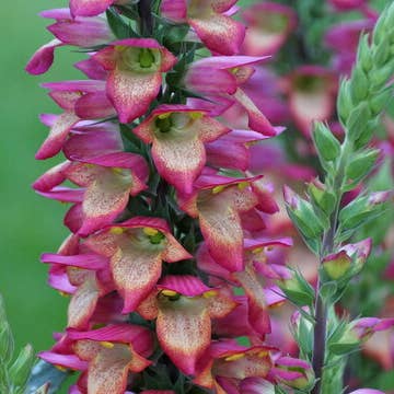 Fresh Illumination Foxglove product photograph