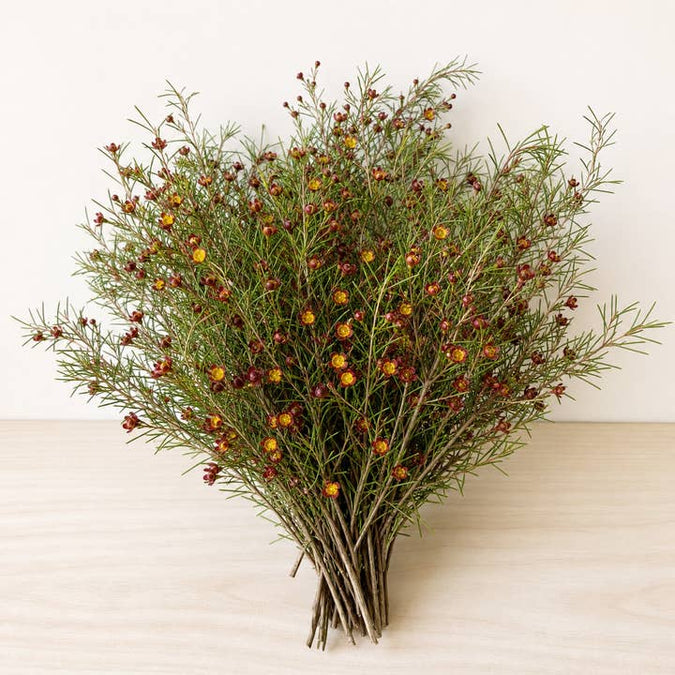 Fresh Brown Boronia product photograph