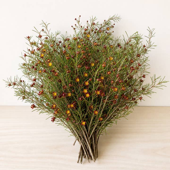 Fresh Brown Boronia product photograph