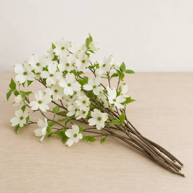 Fresh Flowering Dogwood Branches product photograph