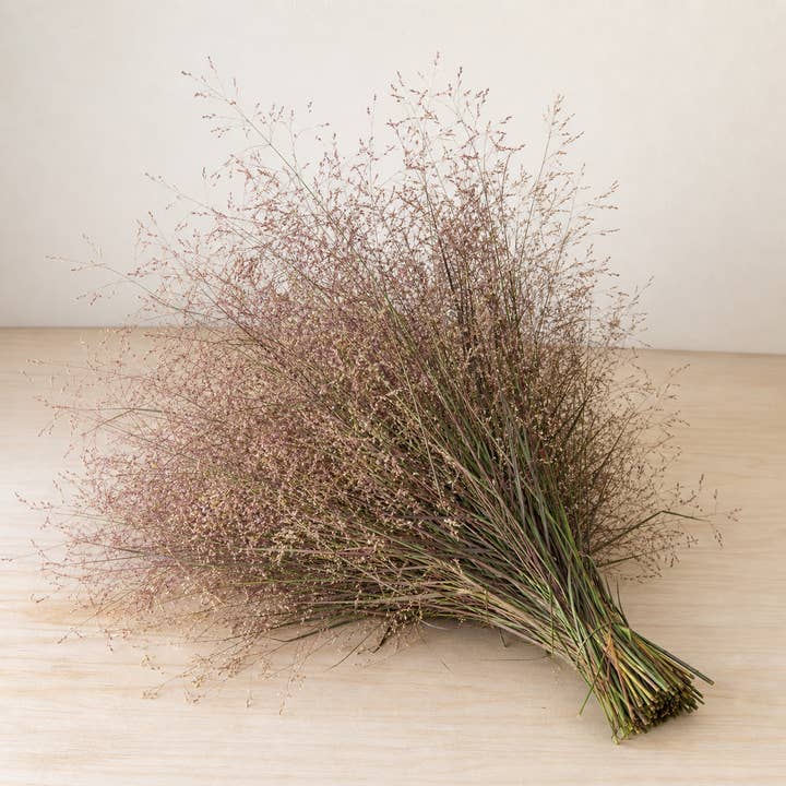 Fresh Explosion Ornamental Grass product photograph