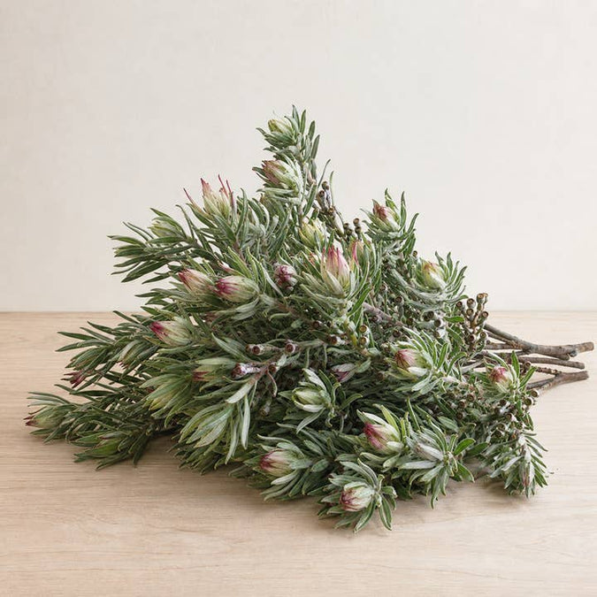 Fresh Woolly Bush Foliage product photograph