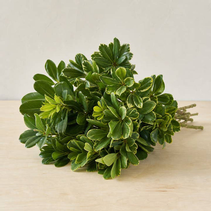 Fresh Green & Variegated Pittosporum Foliage product photograph