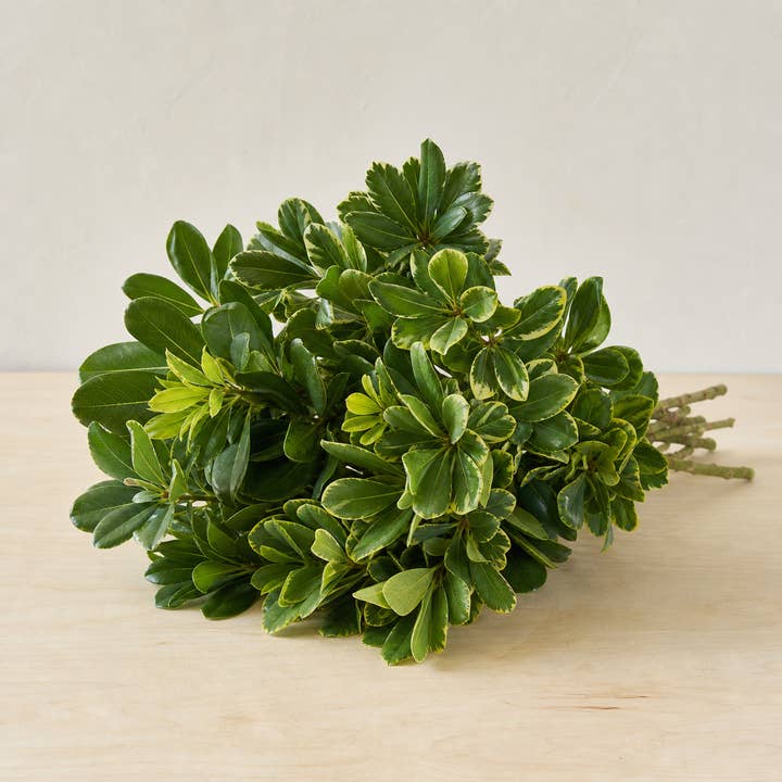 Fresh Green & Variegated Pittosporum Foliage product photograph