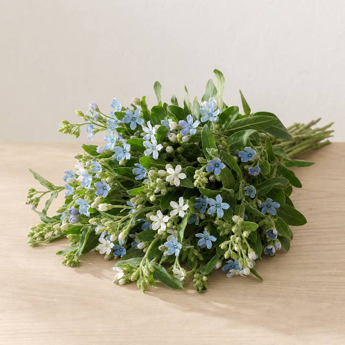 Fresh White & Blue Tweedia product photograph