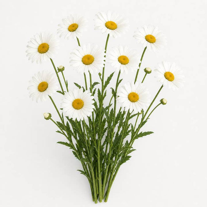 Fresh Shasta Daisies product photograph