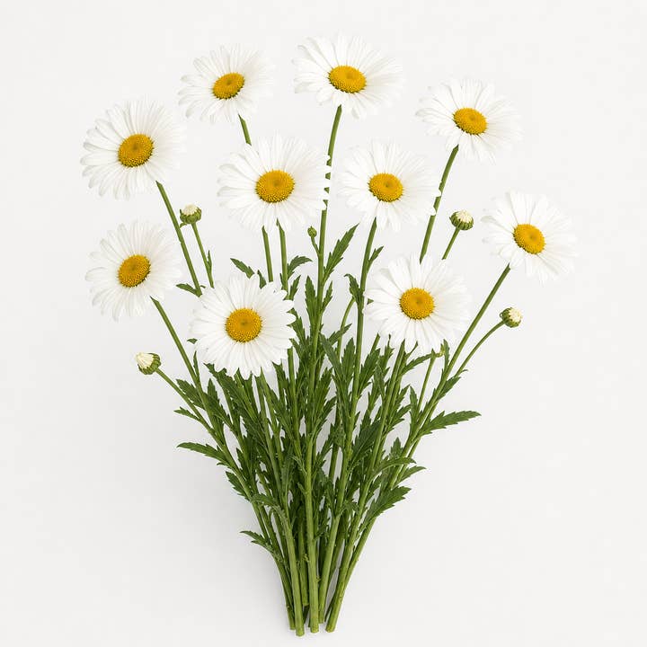 Fresh Shasta Daisies product photograph
