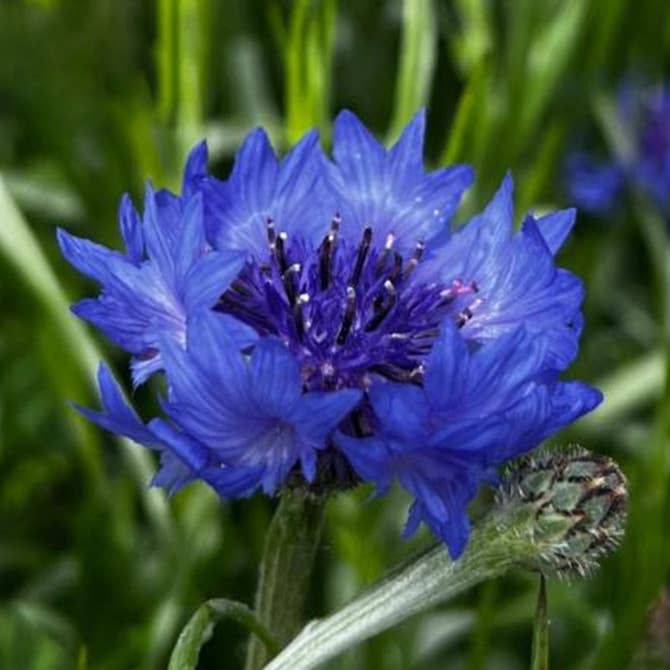 Fresh Cornflowers (Bachelor’s Buttons) product photograph
