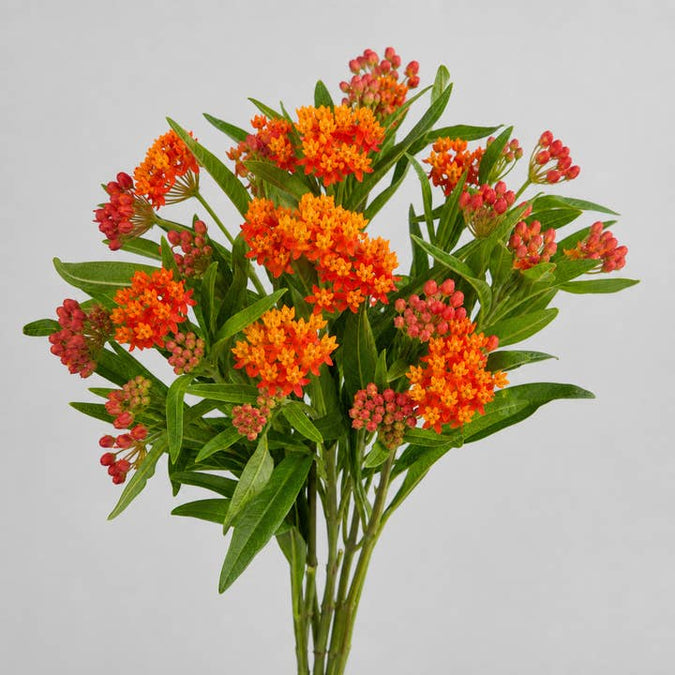 Fresh Red and Yellow Milkweed product photograph