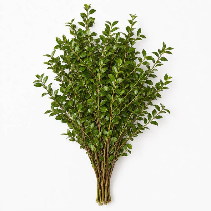 Fresh Chilean Myrtle product photograph