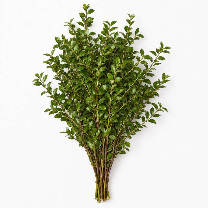 Fresh Chilean Myrtle product photograph