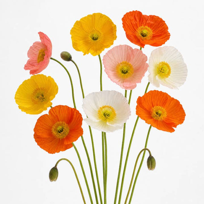 Fresh Iceland Poppies product photograph