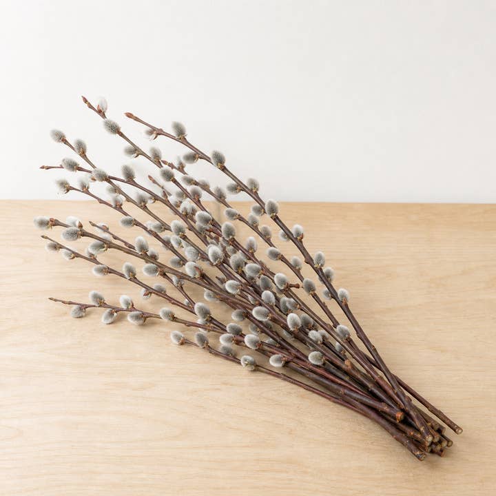 Fresh Medium Wild Pussy Willow product photograph