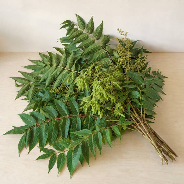 Fresh Tree-of-Heaven Foliage product photograph