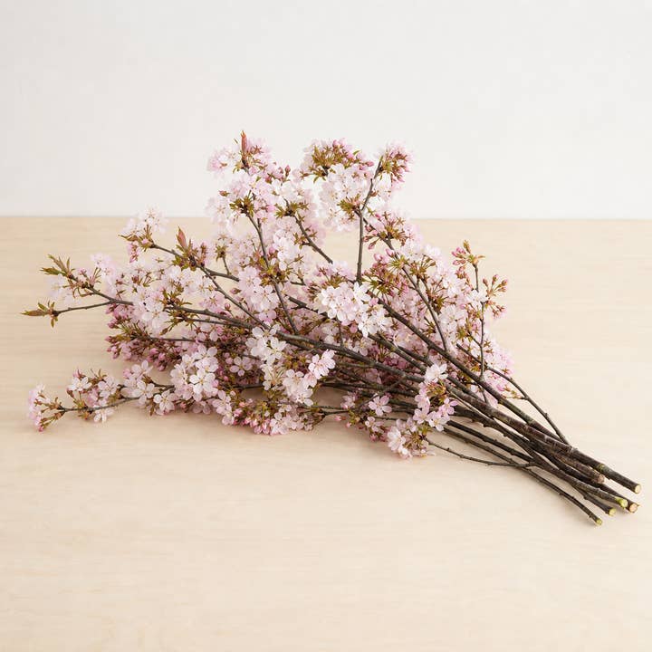 Fresh Flowering Cherry Branches product photograph
