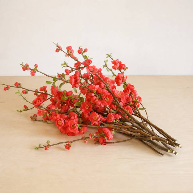 Fresh Flowering Quince Branches product photograph