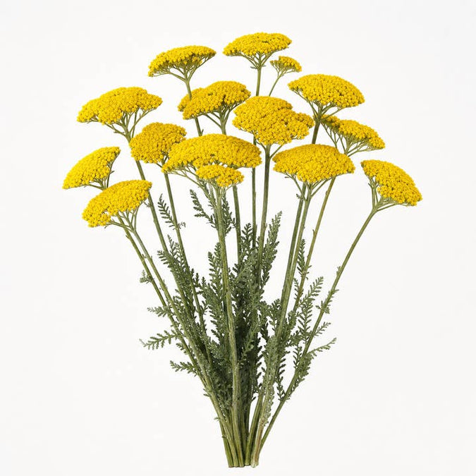 Fresh Yellow Yarrow product photograph