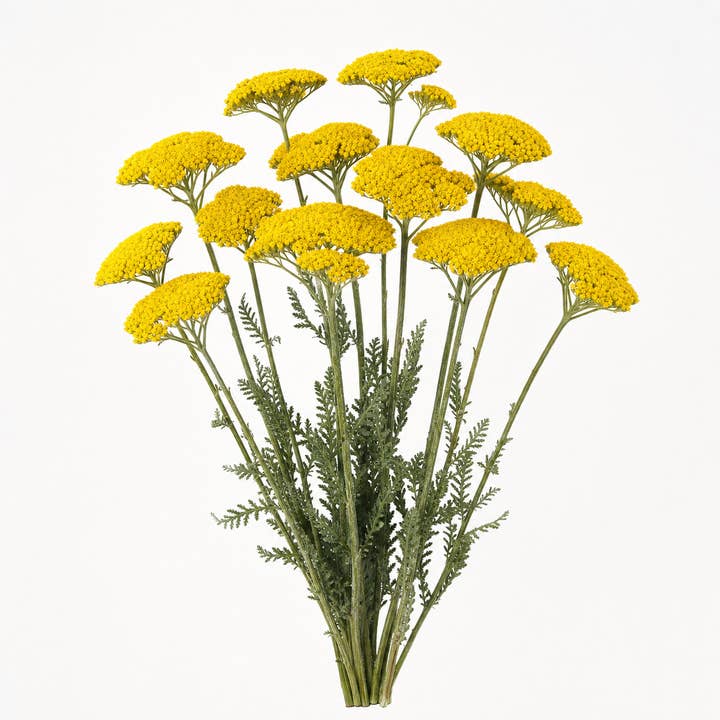 Fresh Yellow Yarrow product photograph