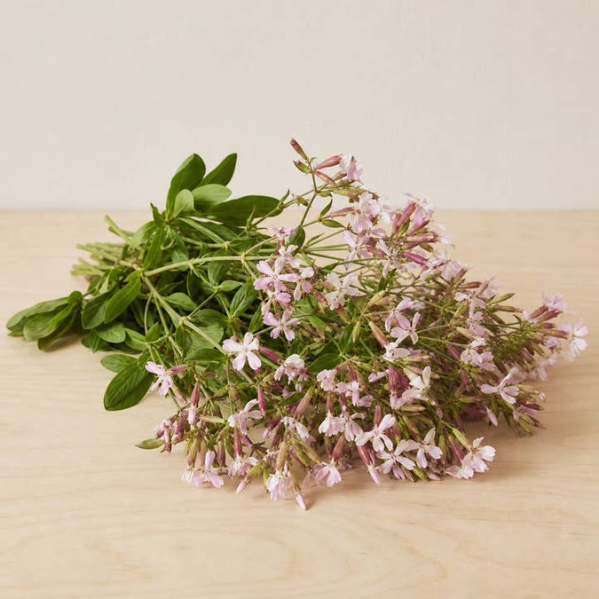 Fresh Soapwort Flowers product photograph