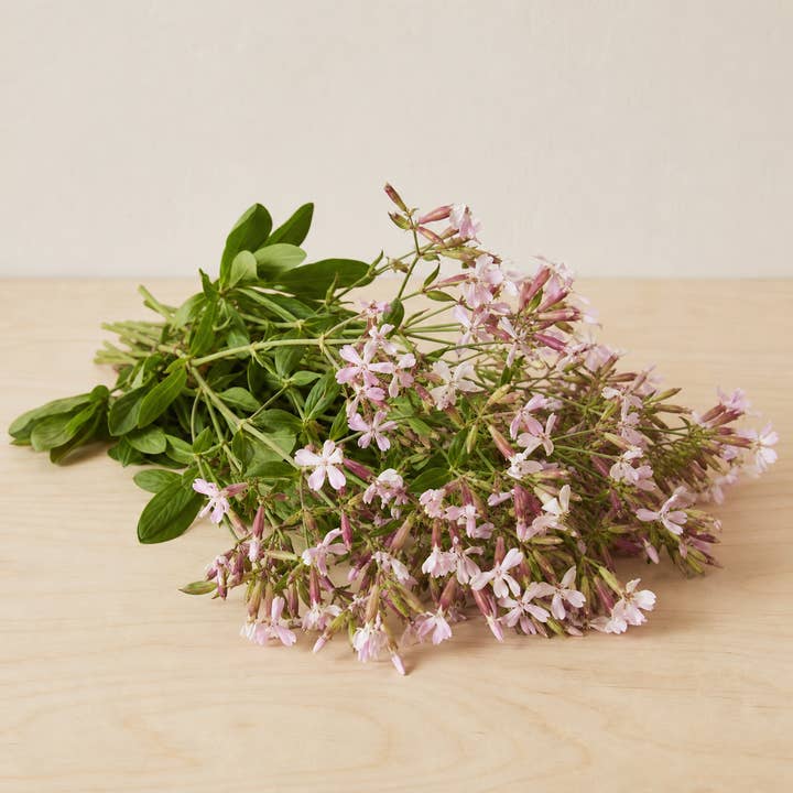 Fresh Soapwort Flowers product photograph