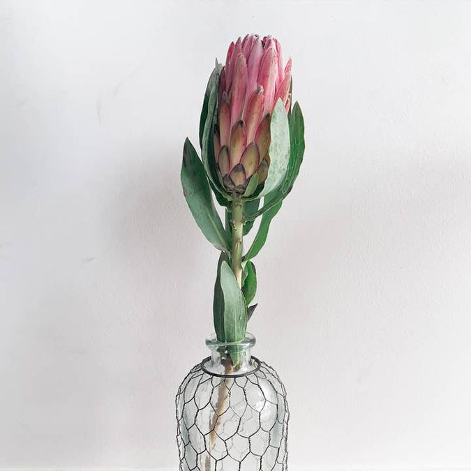 Fresh Pink King Protea product photograph