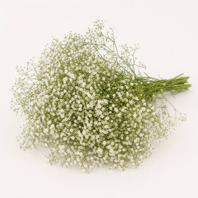 Fresh Baby's Breath product photograph