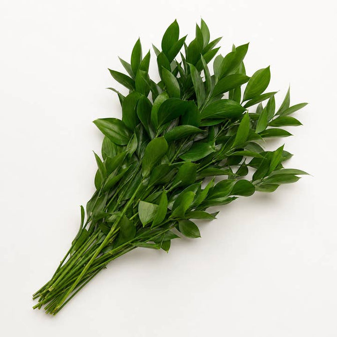 Fresh Israeli Ruscus product photograph